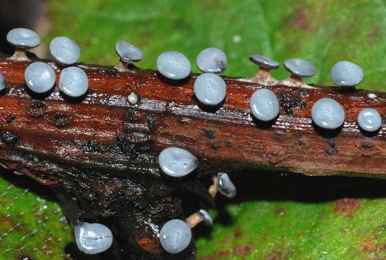 viraggio su micro funghi?